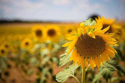 Sunflower Sunset Landscape Spain Picture