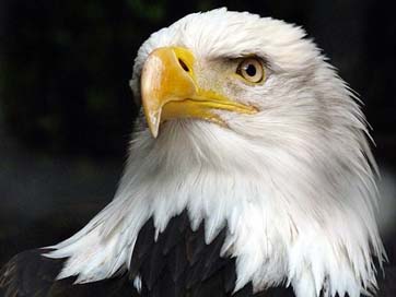 The-Animal Bald-Eagle White-Tailed-Eagle Adler Picture