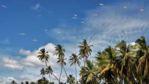 Palm-Trees Palm Blue-Sky Exotic Picture