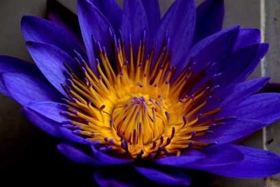 Flower Petal Floral Nature Picture