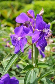 Violet-Flower Colorful Flower Flowers Picture