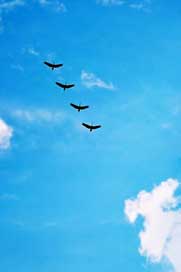 Birds Migrating Flying High-Fly Picture