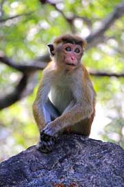 Monkey Cute Sri-Lanka Makake Picture