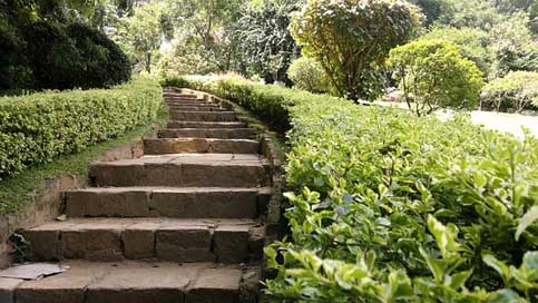 Landscape Ceylon Nature Plant Picture