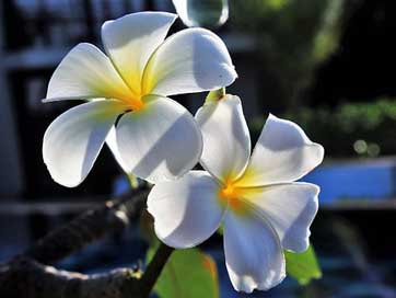 Flower Petal Plant Nature Picture