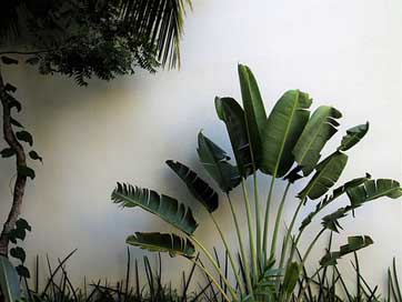 Exotic Nature Range Palm-Trees Picture