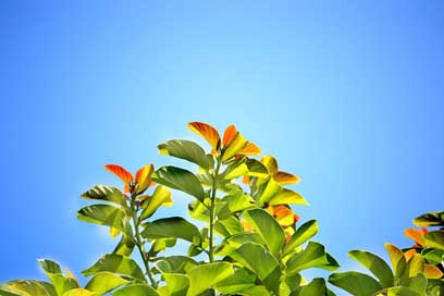 Leaves Bright-Day Summer Blue-Sky Picture