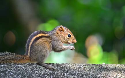 Squirrel Nature Wildlife Animal Picture