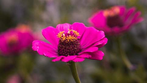 Zinnia Bloom Blossom Sri-Lanka Picture