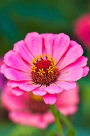Zinnia Bloom Blossom Sri-Lanka Picture