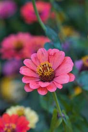 Zinnia Bloom Blossom Sri-Lanka Picture
