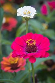 Zinnia Bloom Blossom Sri-Lanka Picture