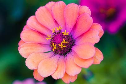 Zinnia Composites Bright Sri-Lanka Picture