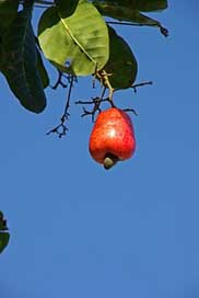 Cashew  Fruit Suriname Picture