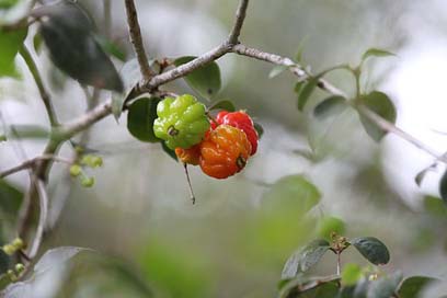 Surinam-Cherry Green Fruit Eugenia-Uniflora Picture