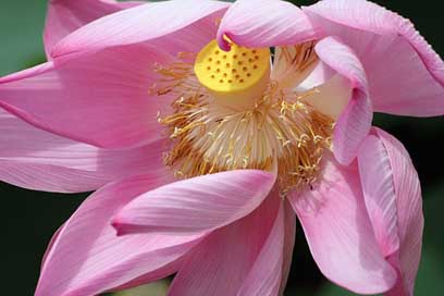 Lotus-Flower Botany Pink Flora Picture