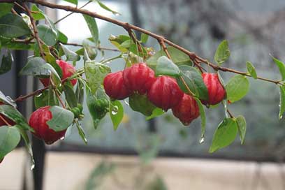 Fruit Food Surinam-Cherry Nature Picture