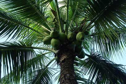Palm Summer Tropical Tree Picture