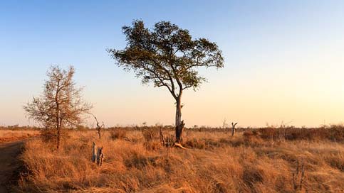 Swaziland Savannah Natural Africa Picture