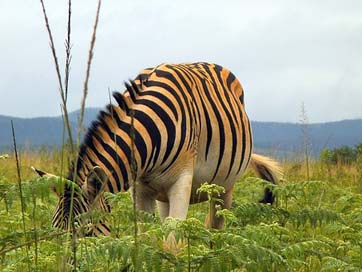 Zebra Swaziland Animal Nature Picture
