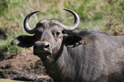 Cape-Buffalo Aggressive Bovine Big-5 Picture