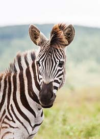 Young-Zebra-Portrait Looking Eyes Zebra-Foal Picture