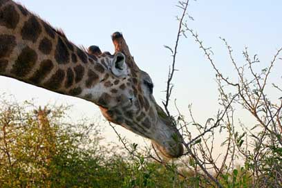 Reticulated-Giraffe Eating Giraffe Africa Picture