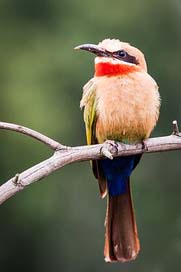 White-Fronted-Bee-Eater Portrait Looking Eye Picture
