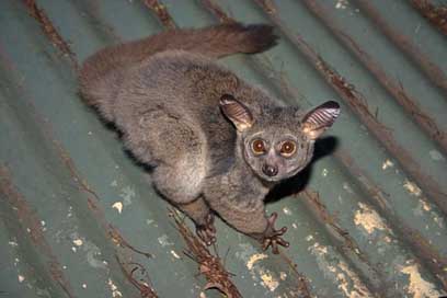 Galago Big-Eyes Nocturnal Bush-Baby Picture