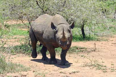 Black-Rhinoceros Species Rhino Rhinoceros Picture