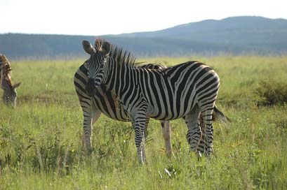 Zebra  South-Africa Swaziland Picture
