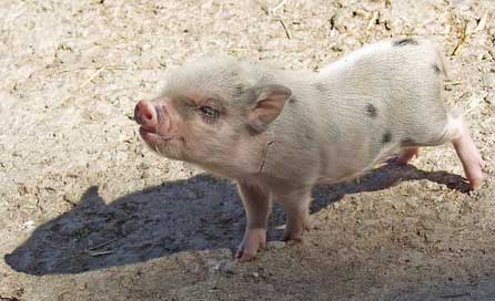 Piglet Farm Animals Pig Picture