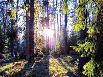 Forest Shadows Landscape Sunlight Picture