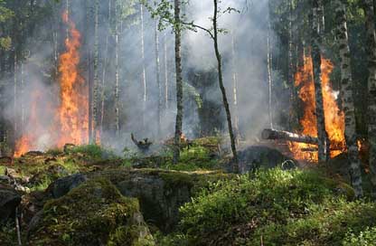 Forest-Fire Conservation Smoke Fire Picture