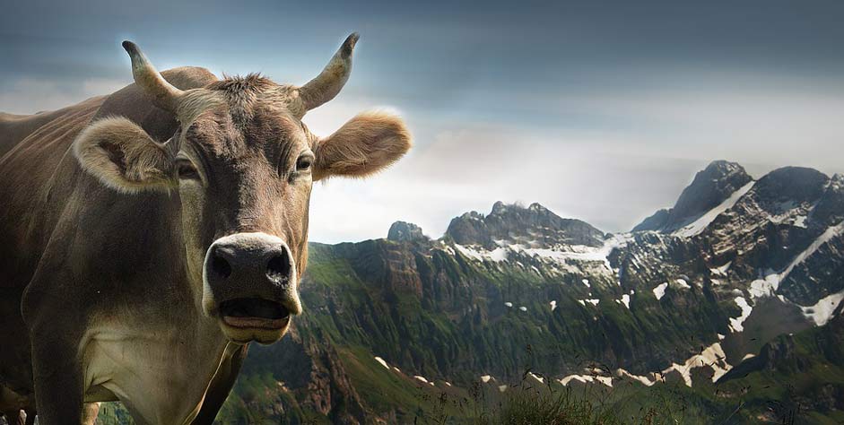 Appenzell Alpine Ebenalp Cow