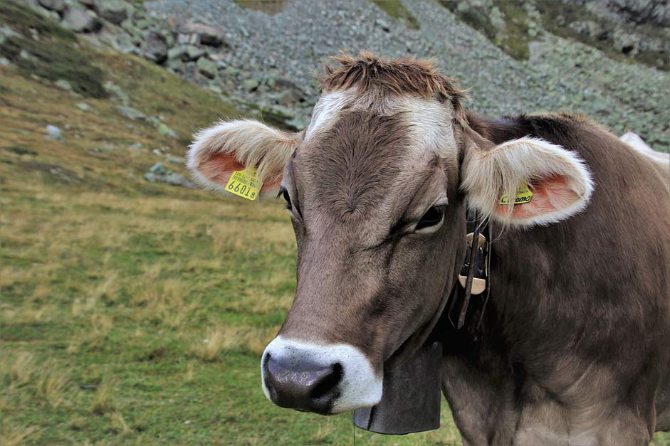 Switzerland Eco Grazing Cow