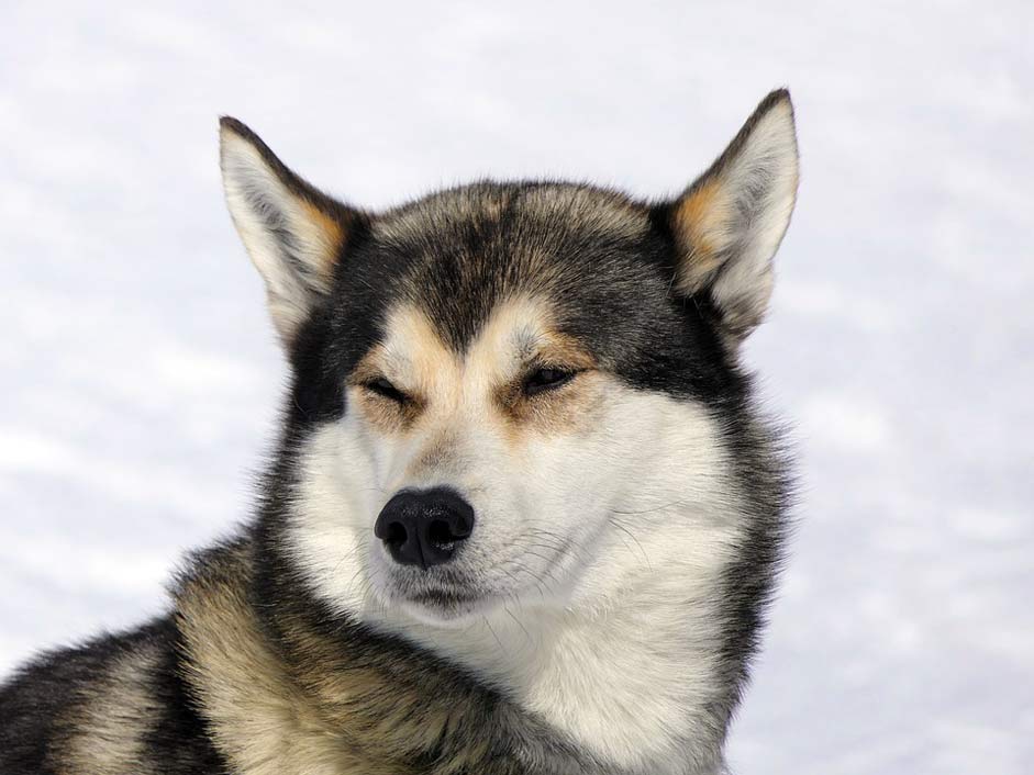 Mountain Snow Husky Dog