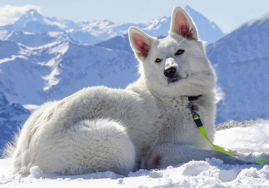  Weissfluhjoch Switzerland Dog