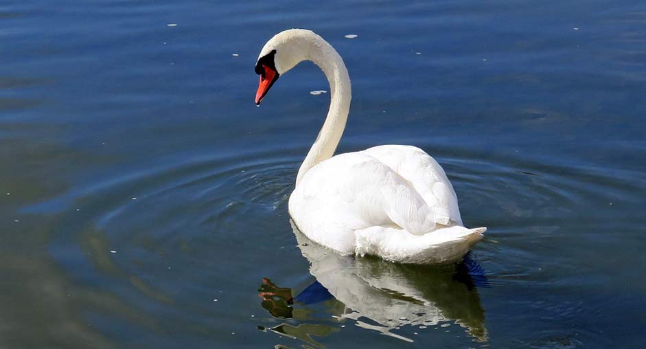 River Water Water-Bird Swan