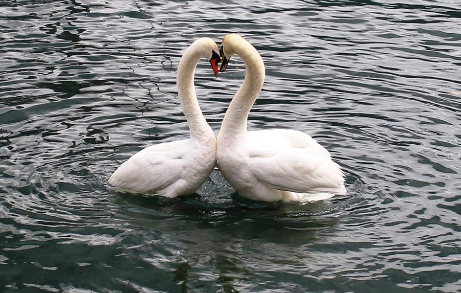 Love Heart Swan-Pair Swans