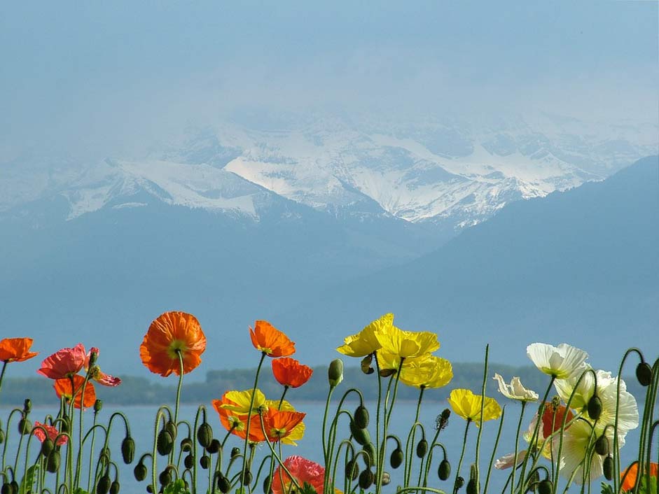 Massif Poppies Lake-Geneva Switzerland