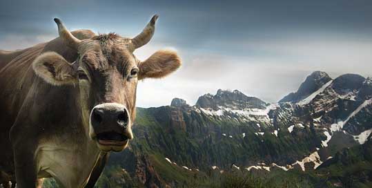 Cow Appenzell Alpine Ebenalp Picture