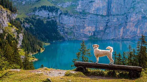 View Dog Bank Bergsee Picture