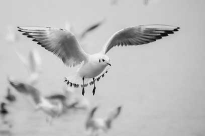 Seagull Beach Bird Flight Picture