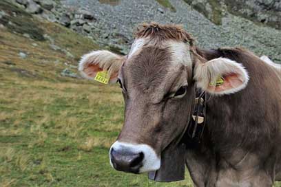 Cow Switzerland Eco Grazing Picture