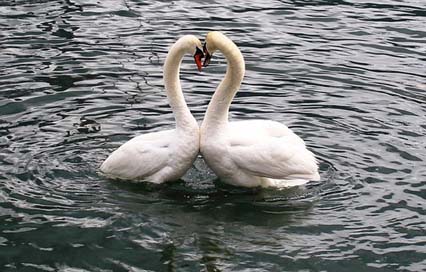 Swans Love Heart Swan-Pair Picture