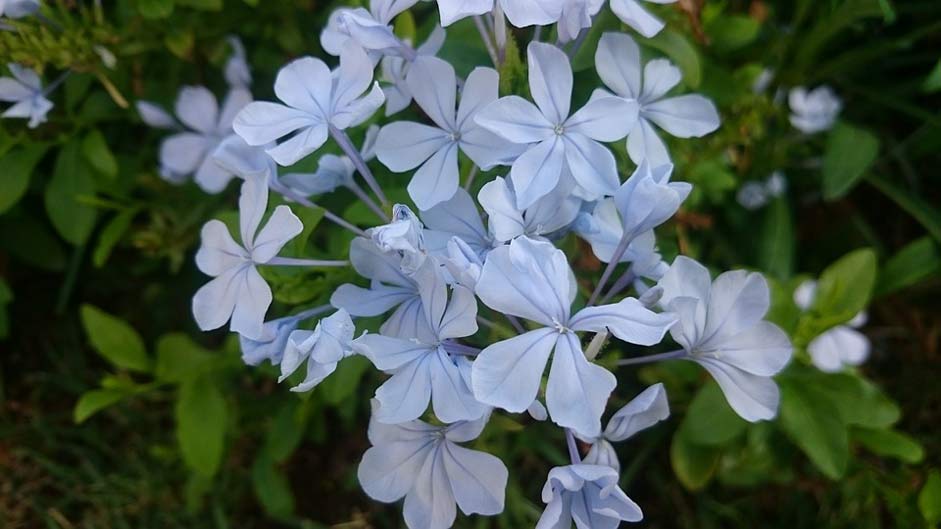  Beauty Flower Damascus-Syria