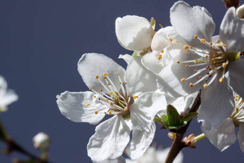 Prunus-Domestica-Subsp-Syria Mirabelle White Flowers