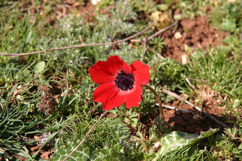 Altheimat Damascus Syria Poppy