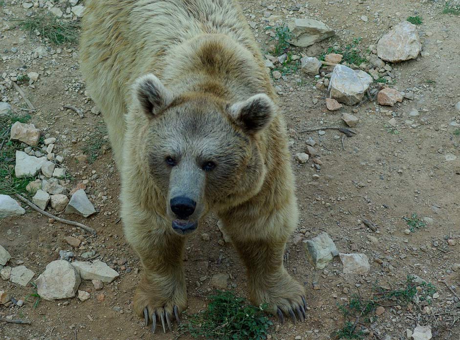 Wild-Animal Claws Bear Syria